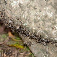 Zebra Mussel